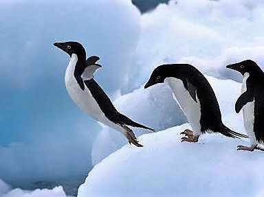 組織「ファーストペンギン」 | ステンレス配管のベンカン